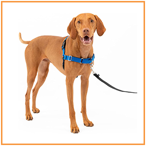 Dog Training Harness