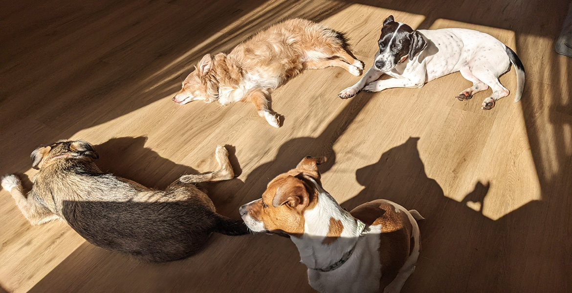 Four dogs relaxing together in the sunlight
