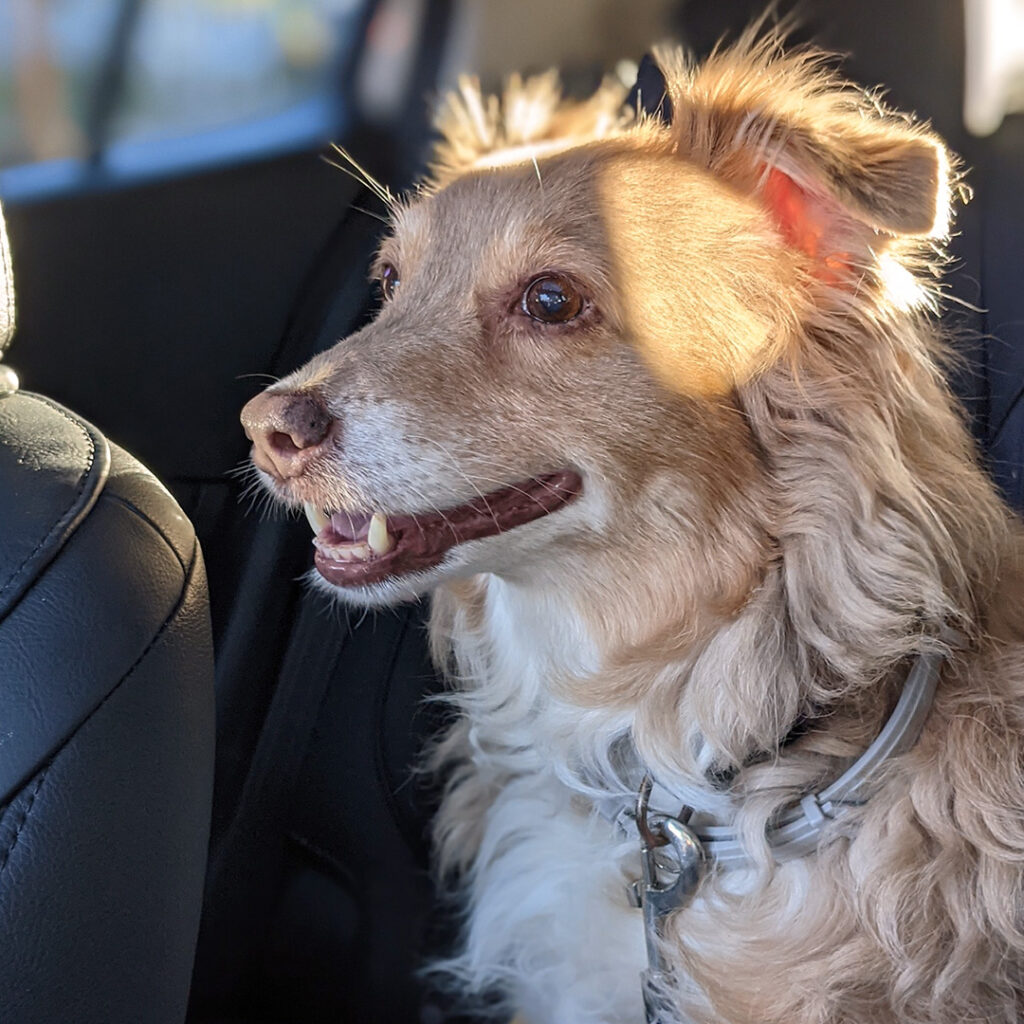 Peanut smiling in the car
