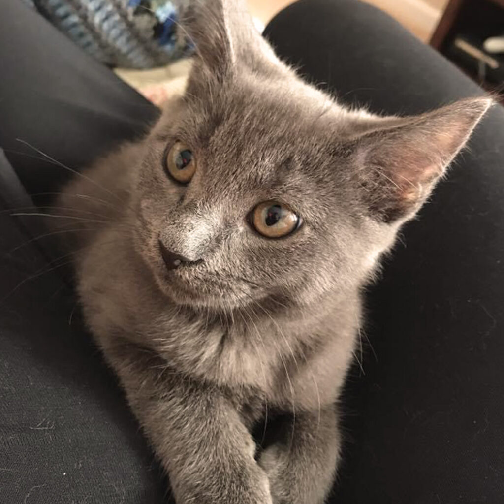 Young gray kitten