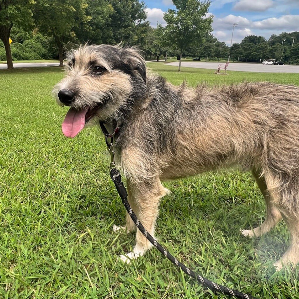 Scruffy dog outdoors during a walk