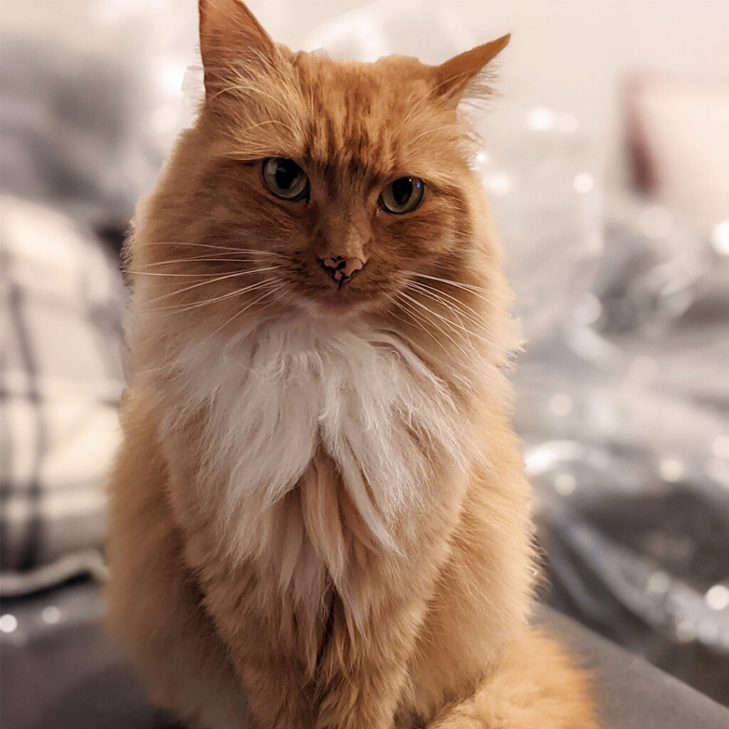 Orange and white cat