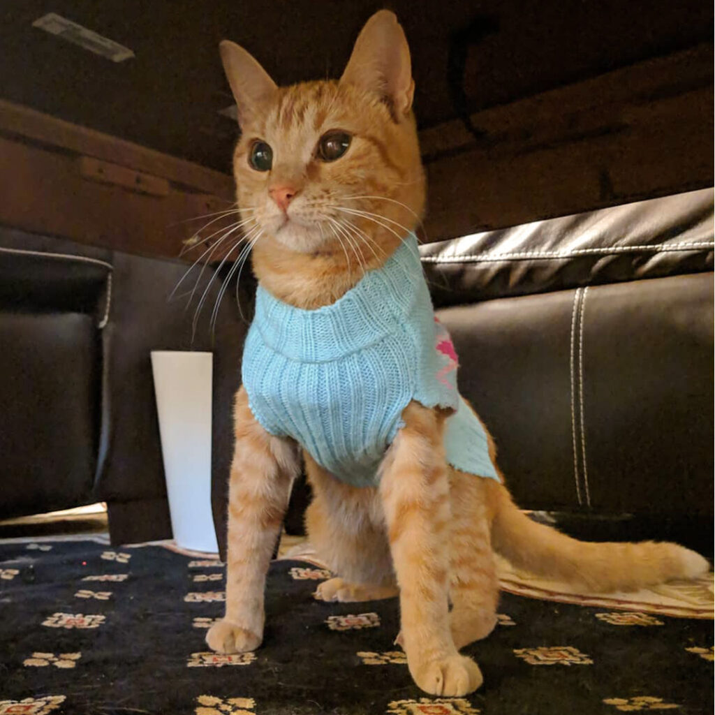 Orange cat wearing a blue sweater