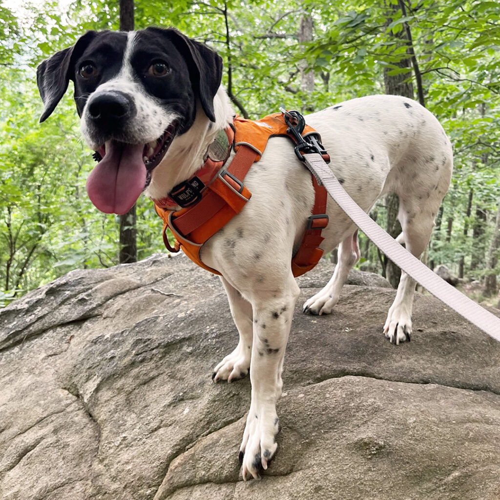 Black and white dog hiking in the woods