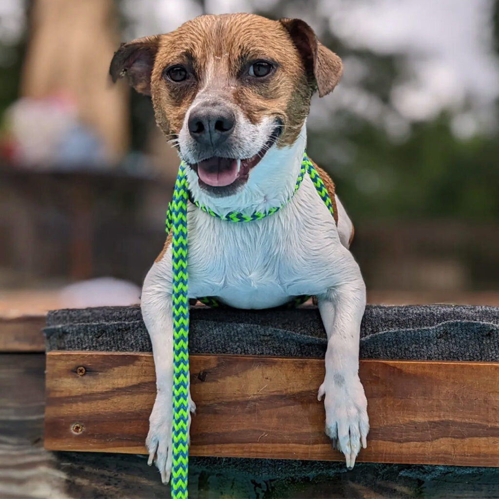 Small brown and white dog on a training platform