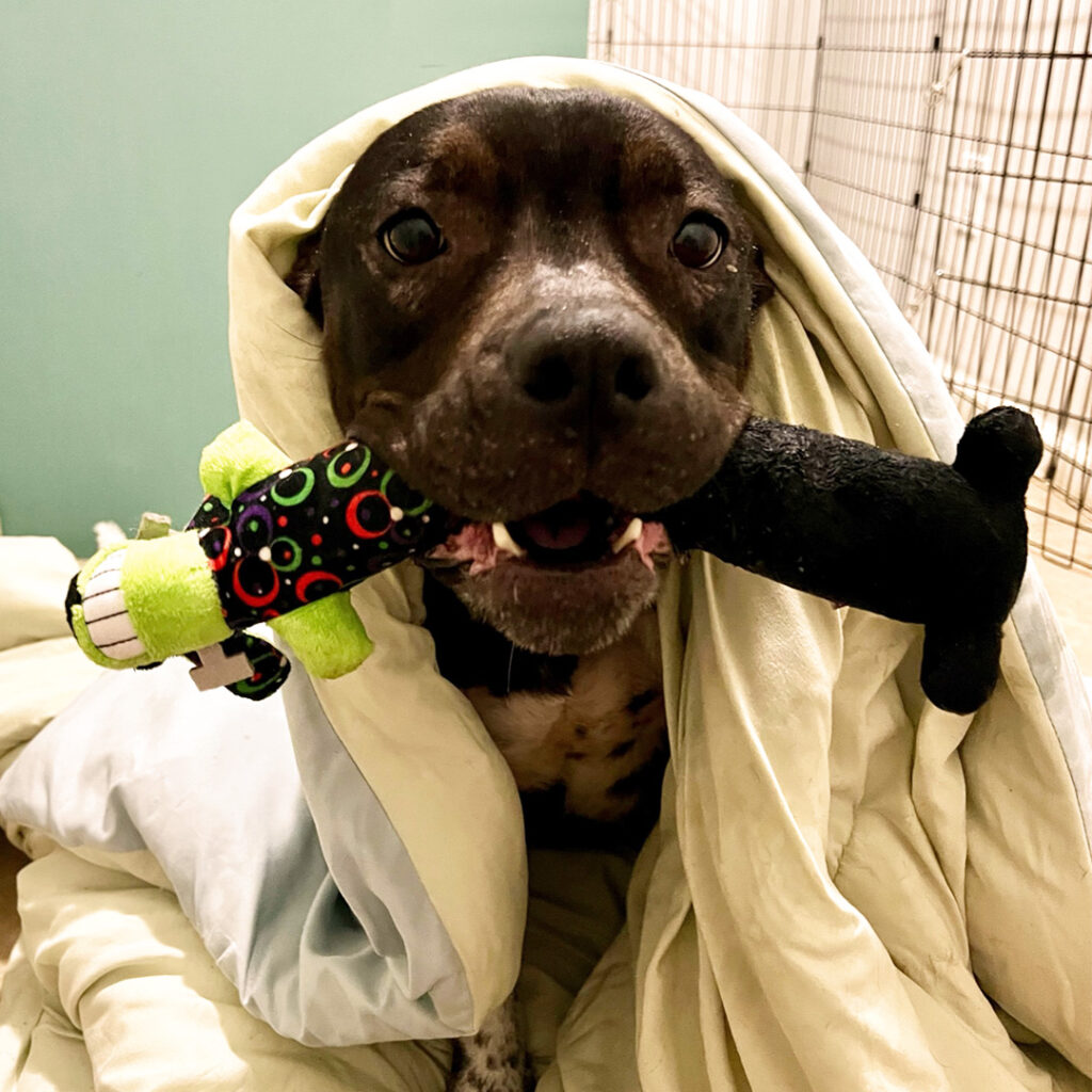 Dog holding toys while wrapped in a blanket
