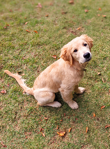 John working with a puppy during a puppy training session