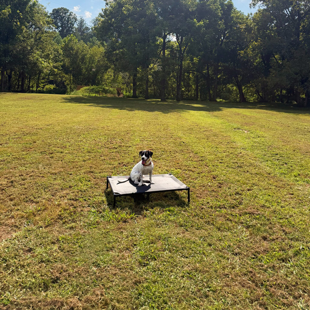 Dog practicing place on a raised cot in the outdoor training field