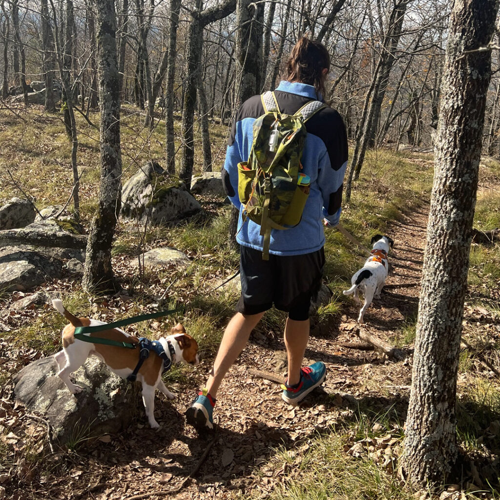 John Hay hiking on a wooded trail with two dogs