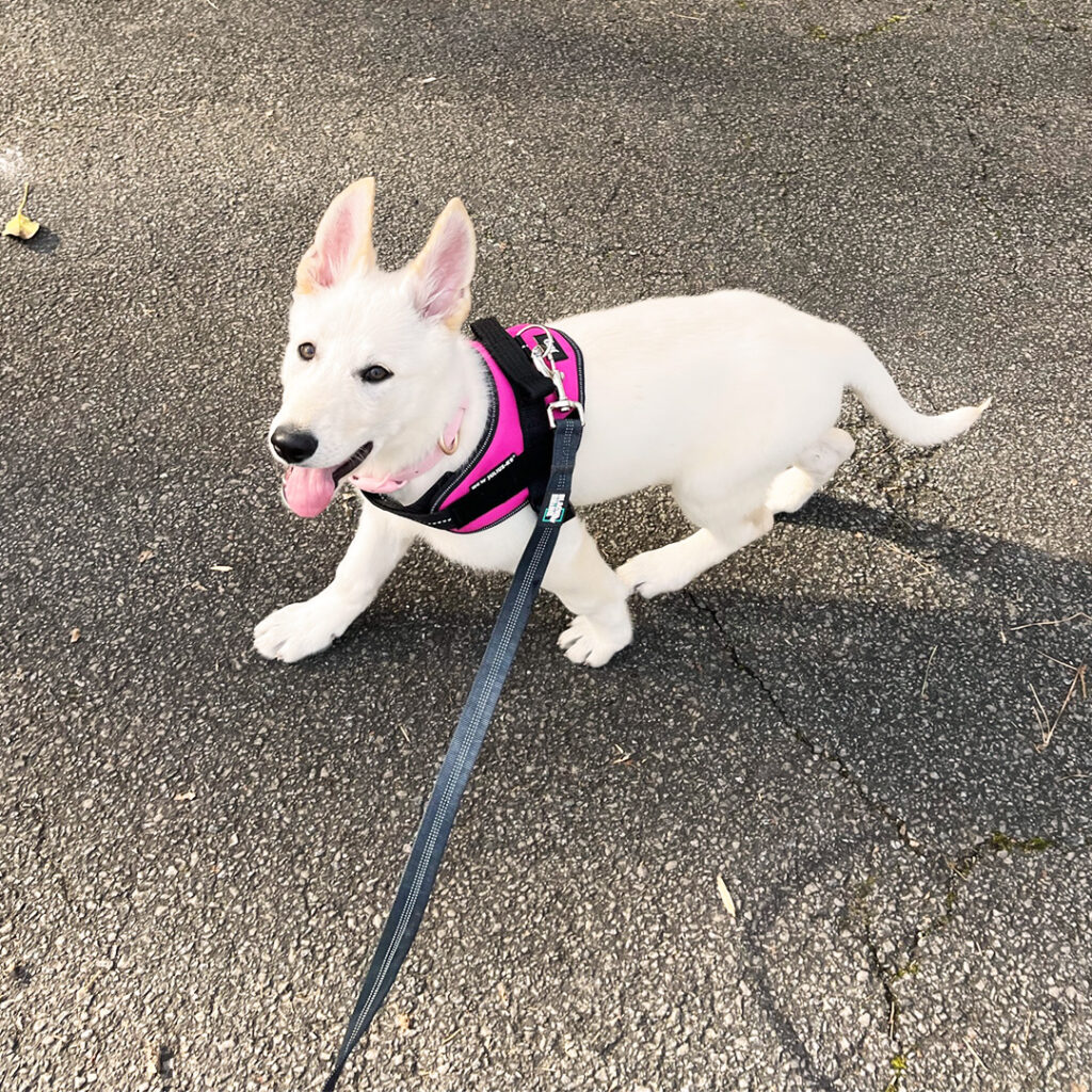 White puppy wearing a harness during an outdoor training walk