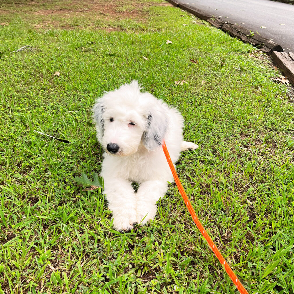 Young puppy resting on the grass during leash training