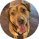 Alex, a Peanut's Pet Care training client