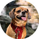Madeline, a Peanut's Pet Care training client
