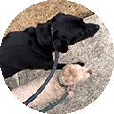 Mason, a Peanut's Pet Care training client