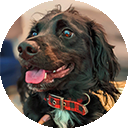 Murphy, a Peanut's Pet Care training client