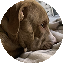 Oakley, a Peanut's Pet Care training client