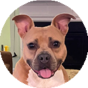 Penny, a Peanut's Pet Care training client