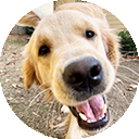 Sammy, a Peanut's Pet Care training client
