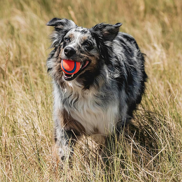 Dog carrying a Chuckit ball while running through a field