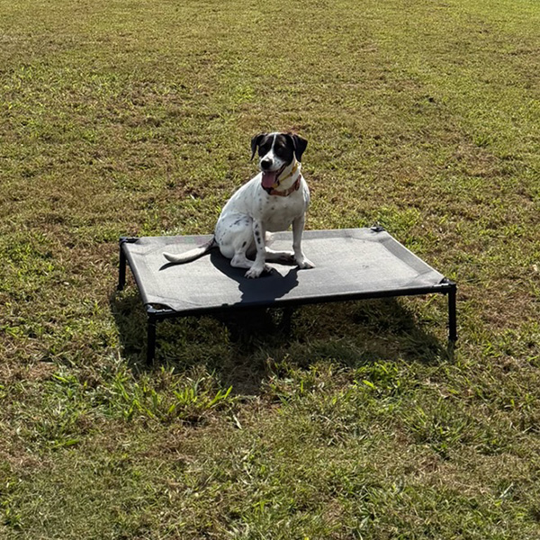 Dog sitting on a raised place cot in an outdoor training field