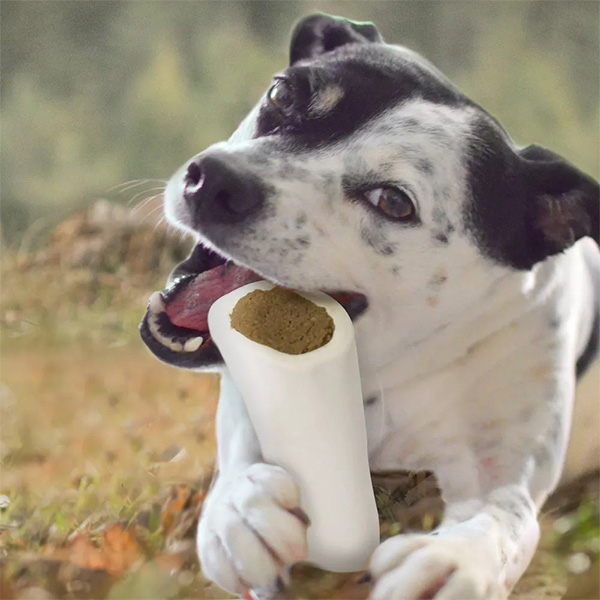 Dog chewing a stuffed shin bone