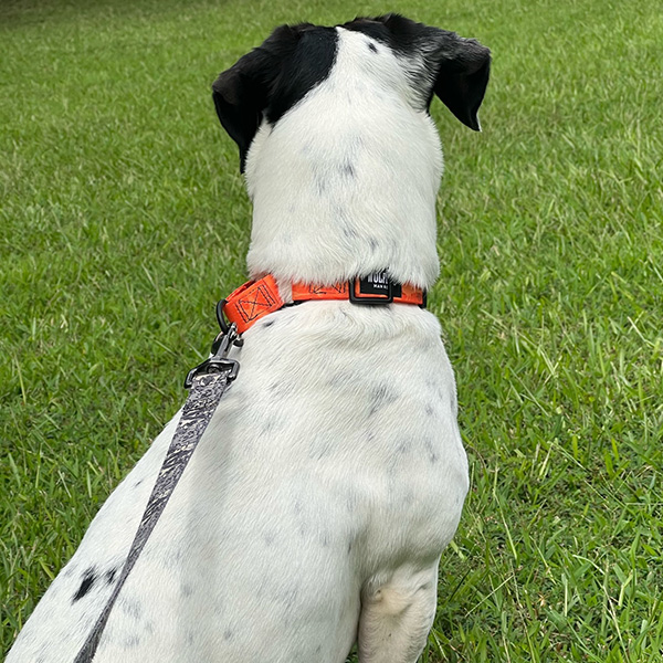 Dog wearing an orange martingale collar