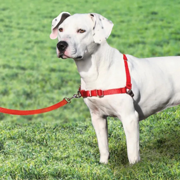 Dog wearing a red front-clip walking harness