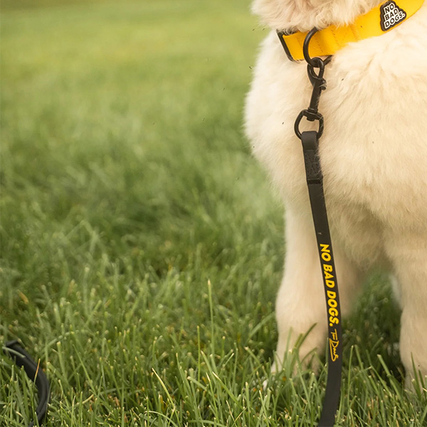 No Bad Dogs leash attached to a dog's collar