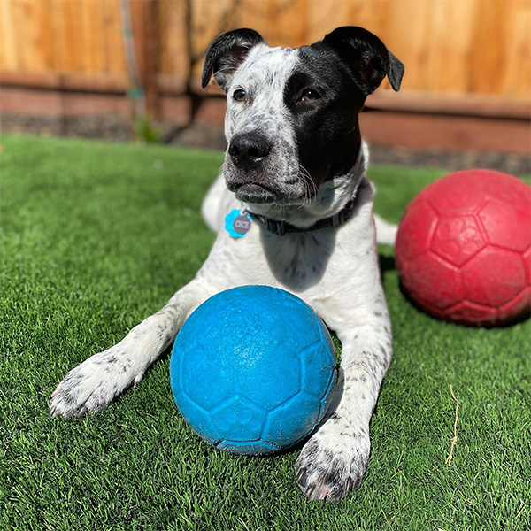 Dog resting with two Jolly Balls