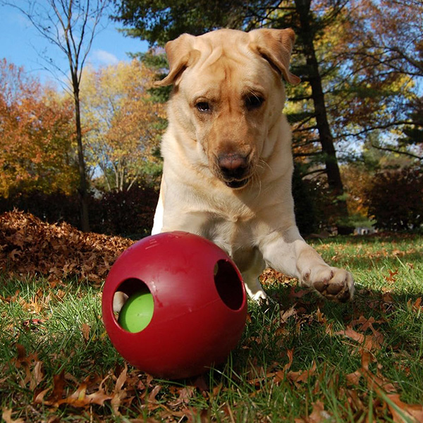 Dog playing with a red Jolly Ball containing a ball inside