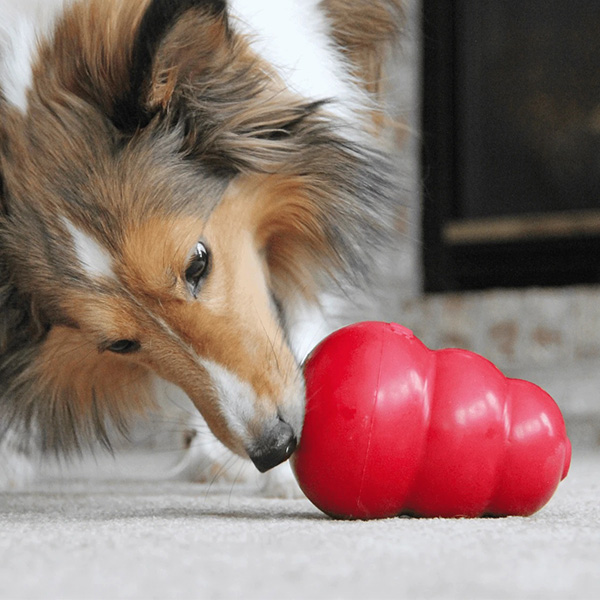 Dog investigating a red Kong toy