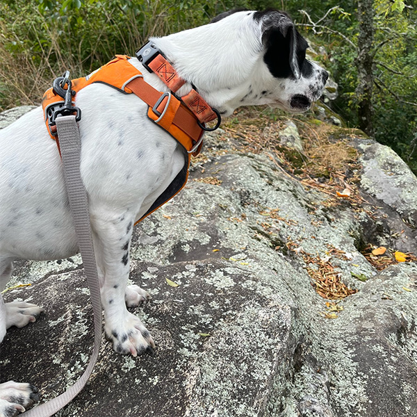 Dog wearing an orange collar and leash while sitting in the grass