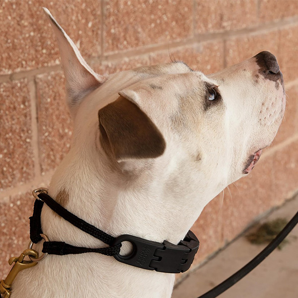 Dog wearing a black plastic pinch collar