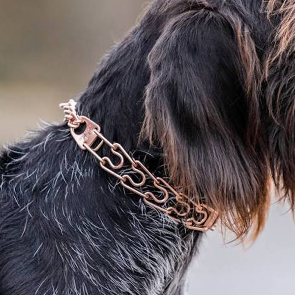 Dog wearing a metal prong collar