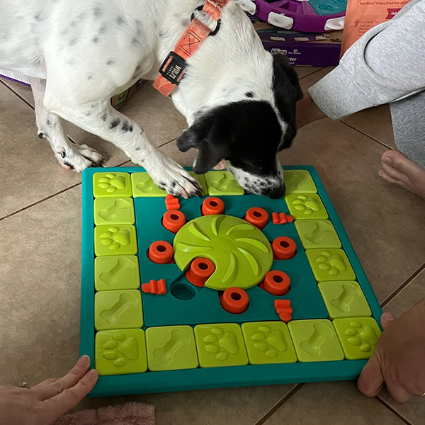 Dog working on an interactive food puzzle