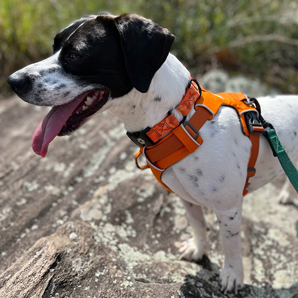Dog wearing an orange Ruffwear harness while hiking