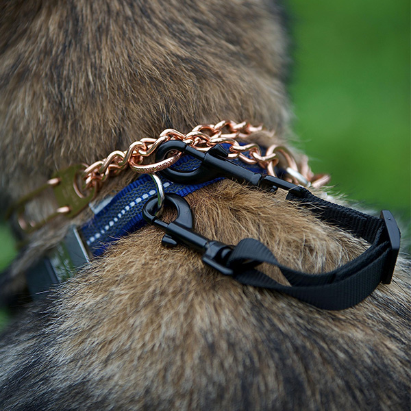 Safety clip connecting a dog collar to a prong collar