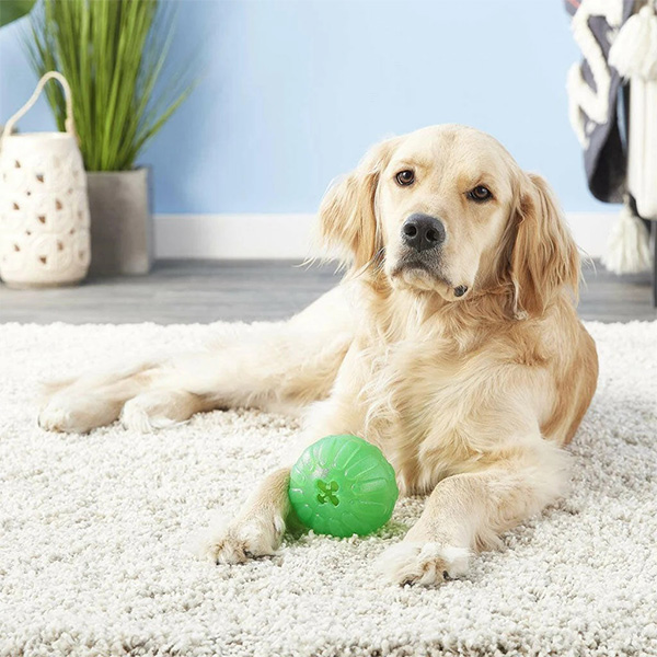 Dog lying with a green treat-dispensing ball