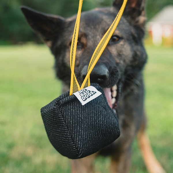 Dog holding a No Bad Dogs tug toy