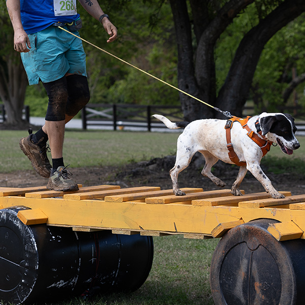 Dog wearing a hands-free waist leash while completing an outdoor obstacle course